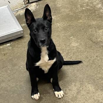 Shepherd Dogs Available for Adoption in Clanton, Alabama - Toasty | PetCurious
