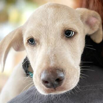 Oceana -  Labrador Retriever and Mixed Breed Dog for Adoption in Boerne, Texas - Oceana | PetCurious