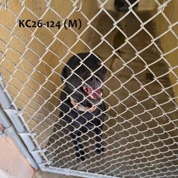 KC26-124 -  Black Labrador Retriever Dog for Adoption in Ridgecrest, California - KC26-124 | PetCurious