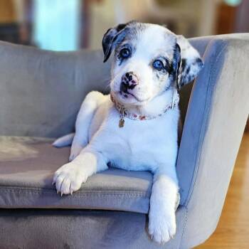 Australian Shepherd Dogs Available for Adoption - Katydid | PetCurious