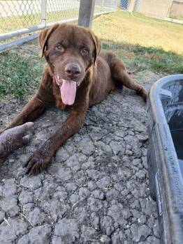 TOBY -  Labrador Retriever and Mixed Breed Dog for Adoption in Corpus Christi, Texas - TOBY | PetCurious