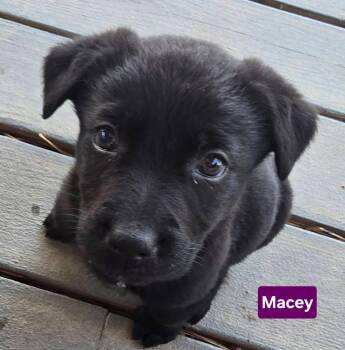 Labrador Retriever Dogs Available for Adoption - Macey | PetCurious