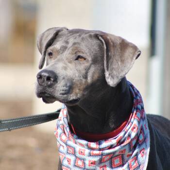 Rescue Weimaraner and Labrador Retriever Dogs for Adoption in Lemont, Illinois - Pebbles | PetCurious