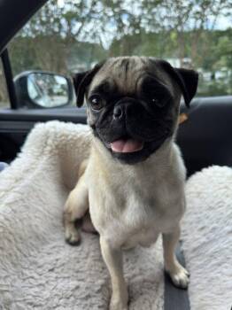Kora Belle -  Pug Dog for Adoption in Milton, Georgia - Kora Belle | PetCurious