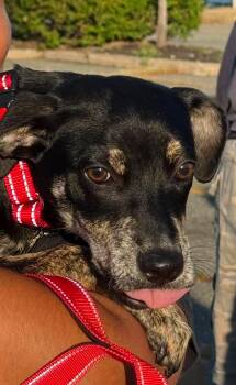 ADALINE -  Feist Dog for Adoption in Holbrook, New York - ADALINE | PetCurious