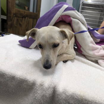 Rescue Chihuahua Dogs for Adoption in Chico, California - MATEO | PetCurious