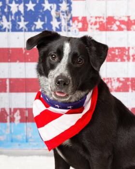 Rescue Australian Cattle Dog Blue Heeler Dogs for Adoption in Denton, Texas - Ember | PetCurious