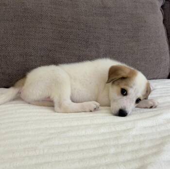 Nance (N Puppies) -  Great Pyrenees Dog for Adoption in Brewster, New York - Nance (N Puppies) | PetCurious