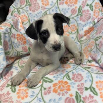 Pit Bull Terrier and Boxer Dogs Available for Adoption in Kittanning, Pennsylvania - Ziggy (Debbies Litter) | PetCurious