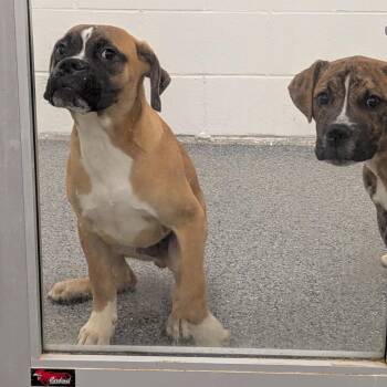 Mixed Breed Dogs Available for Adoption - Radahn | PetCurious