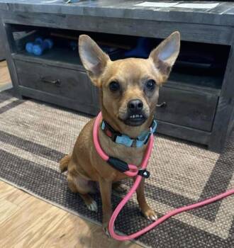 Chihuahua and Mixed Breed Dogs Available for Adoption in Saugus, Massachusetts - Lala | PetCurious