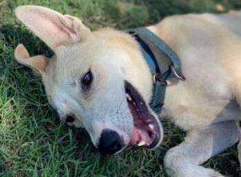 Rescue White German Shepherd and Siberian Husky Dogs for Adoption in Brookeville, Maryland - Snow | PetCurious