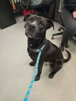 Elton John -  Black Labrador Retriever and Terrier Dog for Adoption in Zanesville, Ohio - Elton John | PetCurious