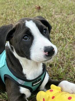 Rescue Mixed Breed Dogs for Adoption in Tarrytown, Georgia - Neela | PetCurious