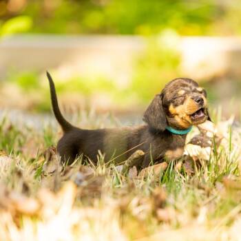 Dachshund Dogs Available for Adoption in Wake Forest, North Carolina - Rory | PetCurious