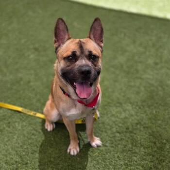 BANDIT -  Pit Bull Terrier and German Shepherd Dog Dog for Adoption in Las Vegas, Nevada - BANDIT | PetCurious