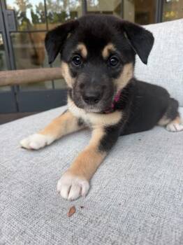 Kelce (Pink) -  German Shepherd Dog Dog for Adoption in Manhattan Beach, California - Kelce (Pink) | PetCurious