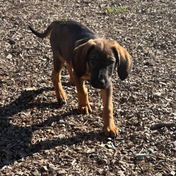 Bubba -  Shepherd and Mixed Breed Dog for Adoption in Wappingers Falls, New York - Bubba | PetCurious