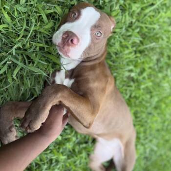 Ruby -  Pit Bull Terrier Dog for Adoption in Ridgely, Maryland - Ruby | PetCurious