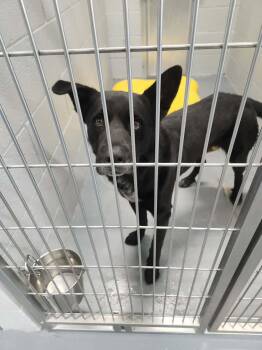 Pete -  Shepherd Dog for Adoption in Kingman, Arizona - Pete | PetCurious