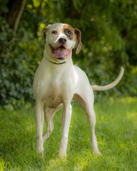 SUPERNOVA (0073) -  Basset Hound and Boxer Dog for Adoption in Bridgeport, Connecticut - SUPERNOVA (0073) | PetCurious