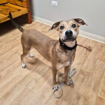 Slingshot -  Mixed Breed and None Dog for Adoption in Woodstock, Illinois - Slingshot | PetCurious