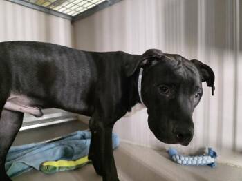 Cyrus -  Mixed Breed Dog for Adoption in New York, New York - Cyrus | PetCurious