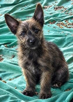 Rocky -  Cairn Terrier Dog for Adoption in Longmont, Colorado - Rocky | PetCurious