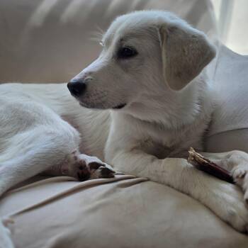 Maisy -  Great Pyrenees Dog for Adoption - Maisy | PetCurious