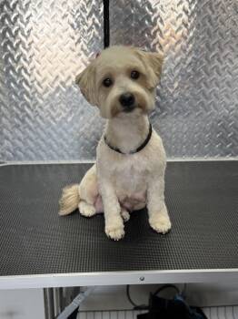 Miniature Poodle and Yorkshire Terrier Dogs Available for Adoption - Maggie 2026-97 | PetCurious