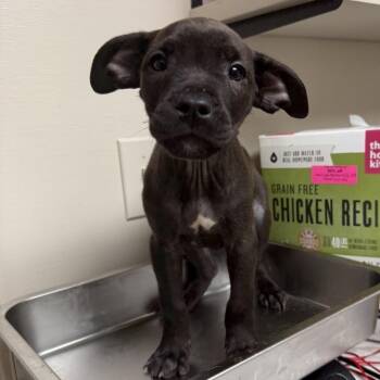 Pit Bull Terrier and Black Mouth Cur Dogs Available for Adoption - TUSC-Stray-83465_2_3_4 | PetCurious