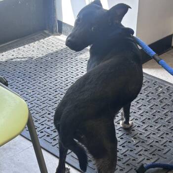 Mixed Breed Dogs Available for Adoption in Philadelphia, Pennsylvania - Pepper | PetCurious
