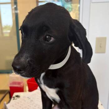 Ruby -  Labrador Retriever and Mixed Breed Dog for Adoption in Nashville, Tennessee - Ruby | PetCurious