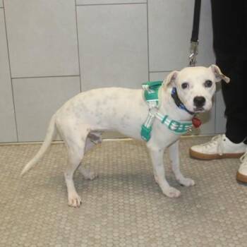 Spots+ -  Mixed Breed Dog for Adoption in Elk Grove Village, Illinois - Spots+ | PetCurious
