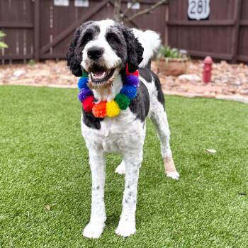 Quinn -  Standard Poodle and Saint Bernard Dog for Adoption in Fairfield, Connecticut - Quinn | PetCurious