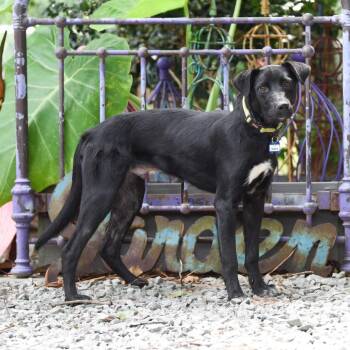 Truffle -  Retriever Dog for Adoption in Wake Forest, North Carolina - Truffle | PetCurious