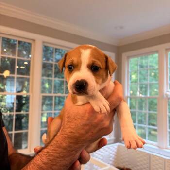 Border Collie and Pit Bull Terrier Dogs Available for Adoption in Durham, North Carolina - Giggle | PetCurious