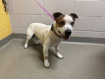 BUMPER -  Terrier and Mixed Breed Dog for Adoption in Colorado Springs, Colorado - BUMPER | PetCurious