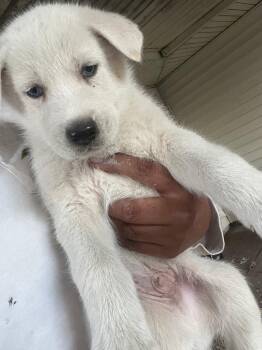 Rescue Shepherd and Husky Dogs for Adoption in Dallas, Texas - Lightning | PetCurious