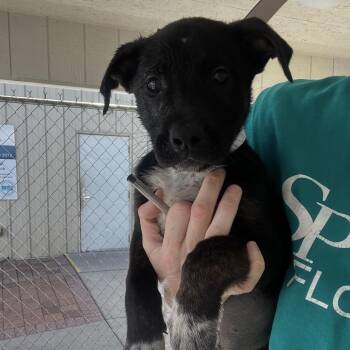 German Shepherd Dog Dogs Available for Adoption in Lakeland, Florida - Pumpernickel | PetCurious