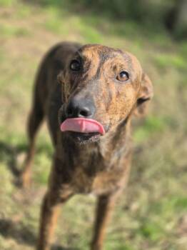 Rescue Terrier and Shepherd Dogs for Adoption in Dover, Arkansas - Dew | PetCurious