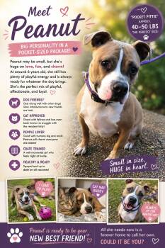 Pit Bull Terrier Dogs Available for Adoption in Cleveland, Ohio - Peanut | PetCurious