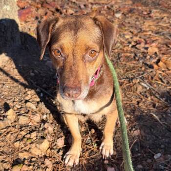 Chihuahua Dogs Available for Adoption - Coco 21952 | PetCurious