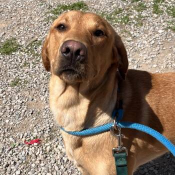 Bambi -  Mixed Breed Dog for Adoption in Fairport, New York - Bambi | PetCurious