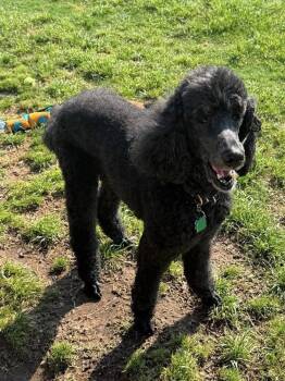 Adrian -  Standard Poodle Dog for Adoption in Frisco, Texas - Adrian | PetCurious