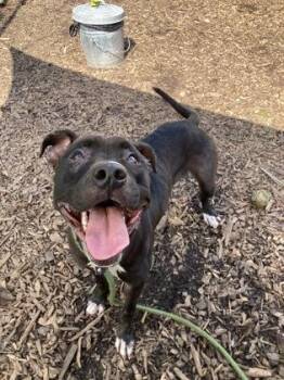Johansen - IN FOSTER -  Mixed Breed Dog for Adoption in Chamblee, Georgia - Johansen - IN FOSTER | PetCurious