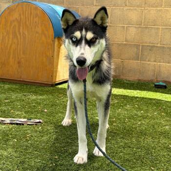 Quinoa -  Husky Dog for Adoption in Flagstaff, Arizona - Quinoa | PetCurious