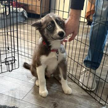 MUFF -  Australian Shepherd Dog for Adoption in Waterford, New Jersey - MUFF | PetCurious