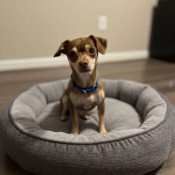Chihuahua Dogs Available for Adoption - Willa | PetCurious