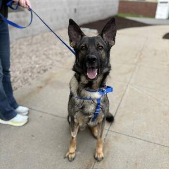 German Shepherd Dog Dogs Available for Adoption in Boston, Massachusetts - BINO | PetCurious